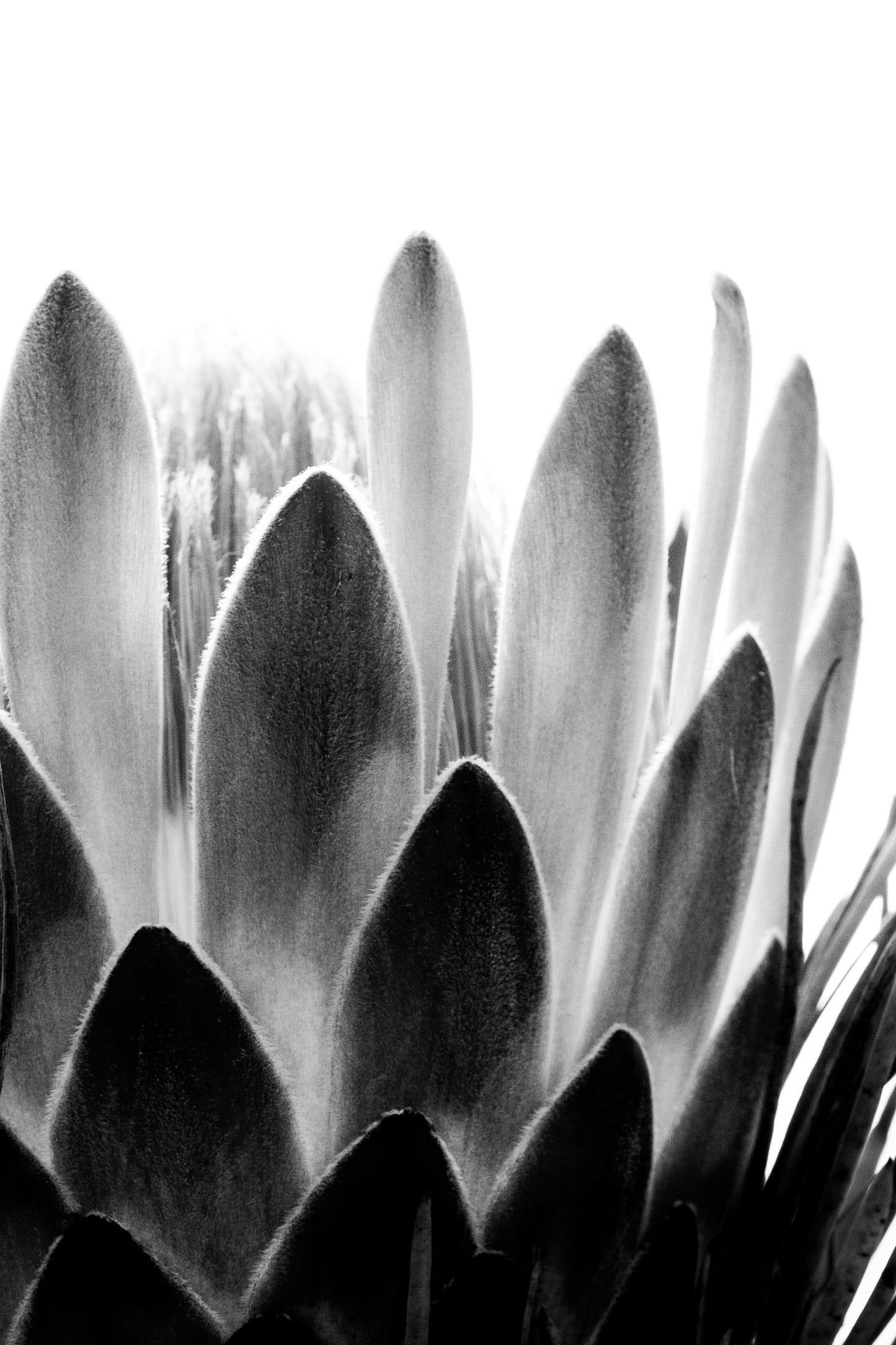 Protea Fade