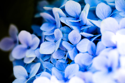 Hues of Hydrangea