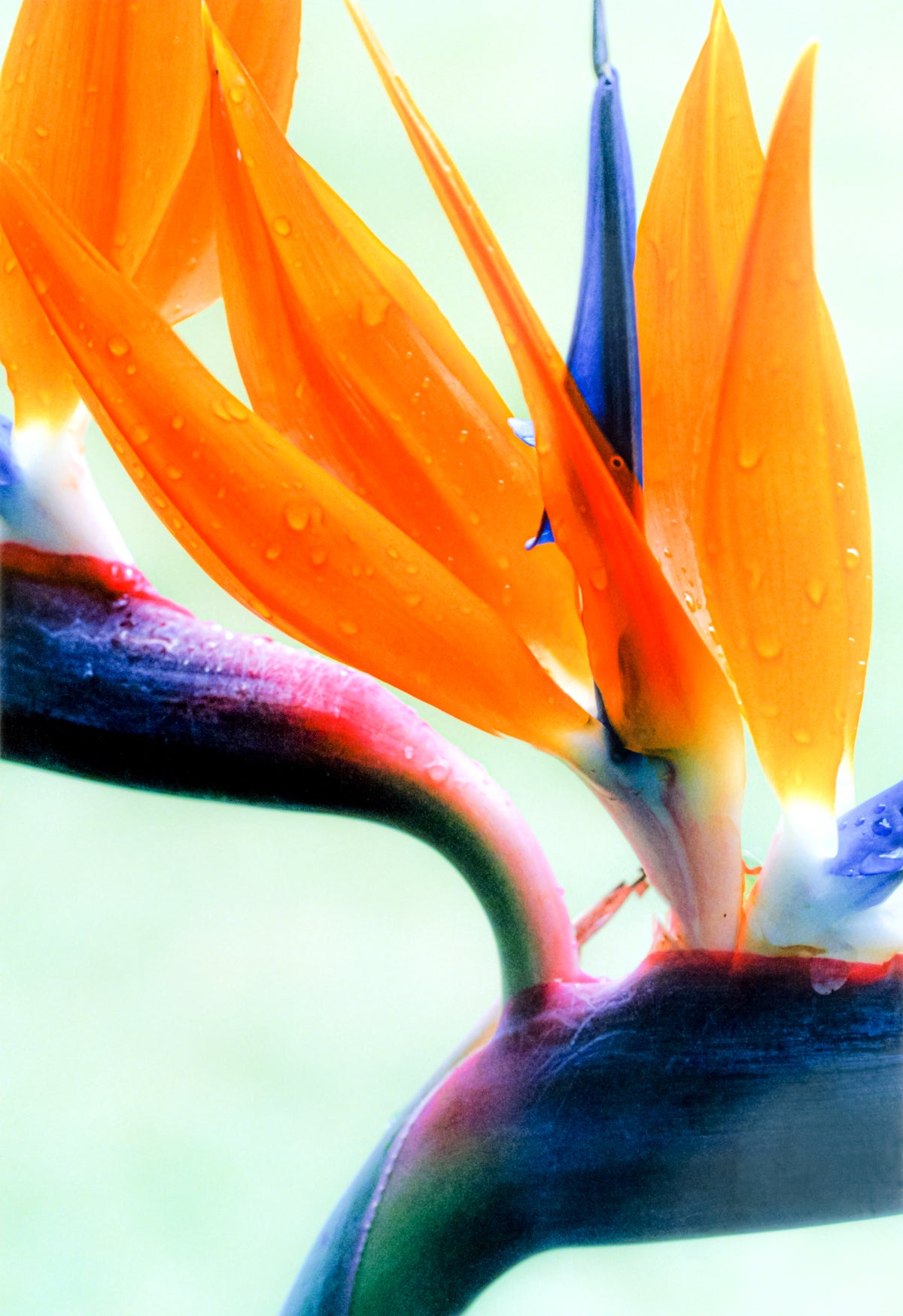 Bird of Paradise