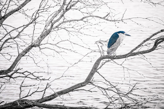 Black-Crowned Night Heron