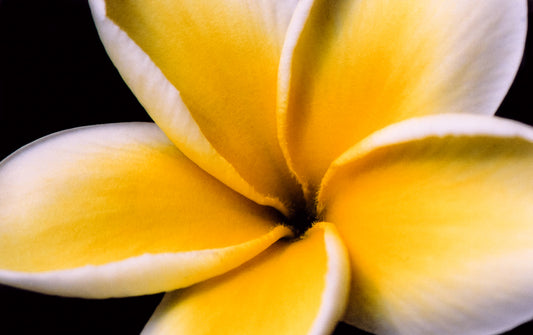 Golden Plumeria