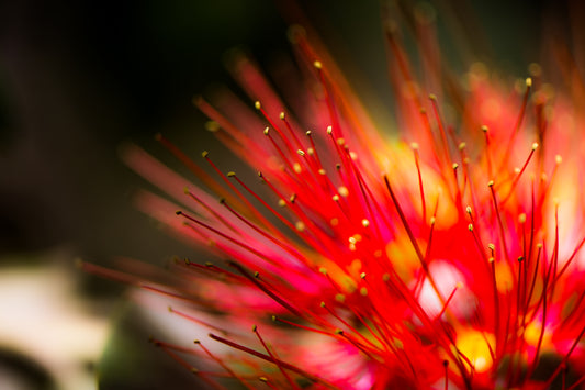 Peleʻs Blossom