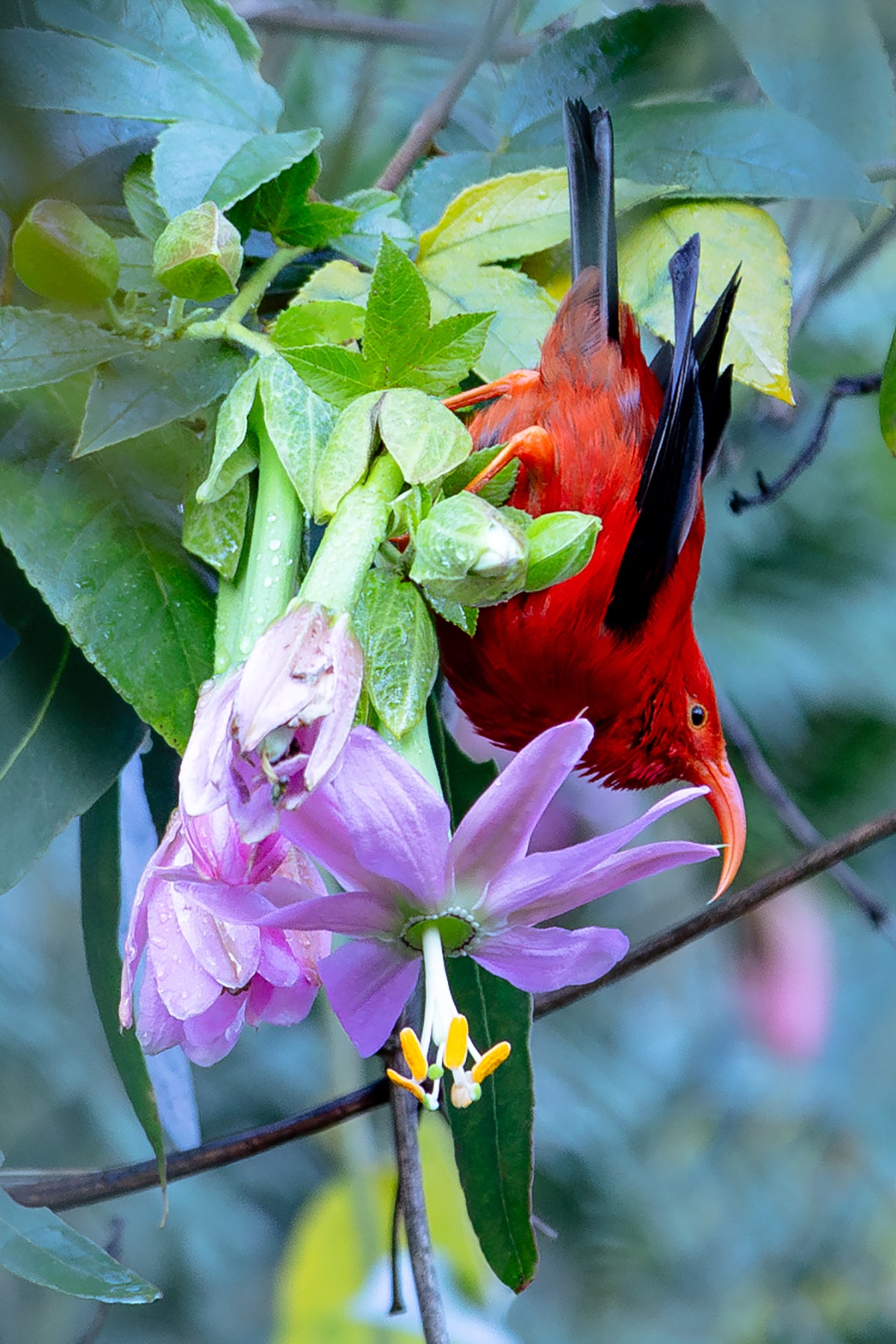 Mauiʻs ʻIʻiwi