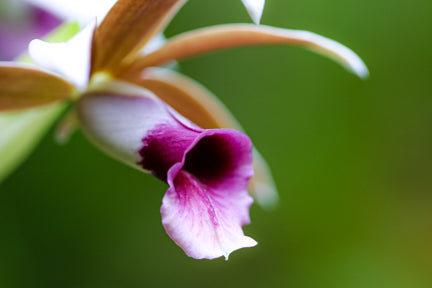 Orchid Delight