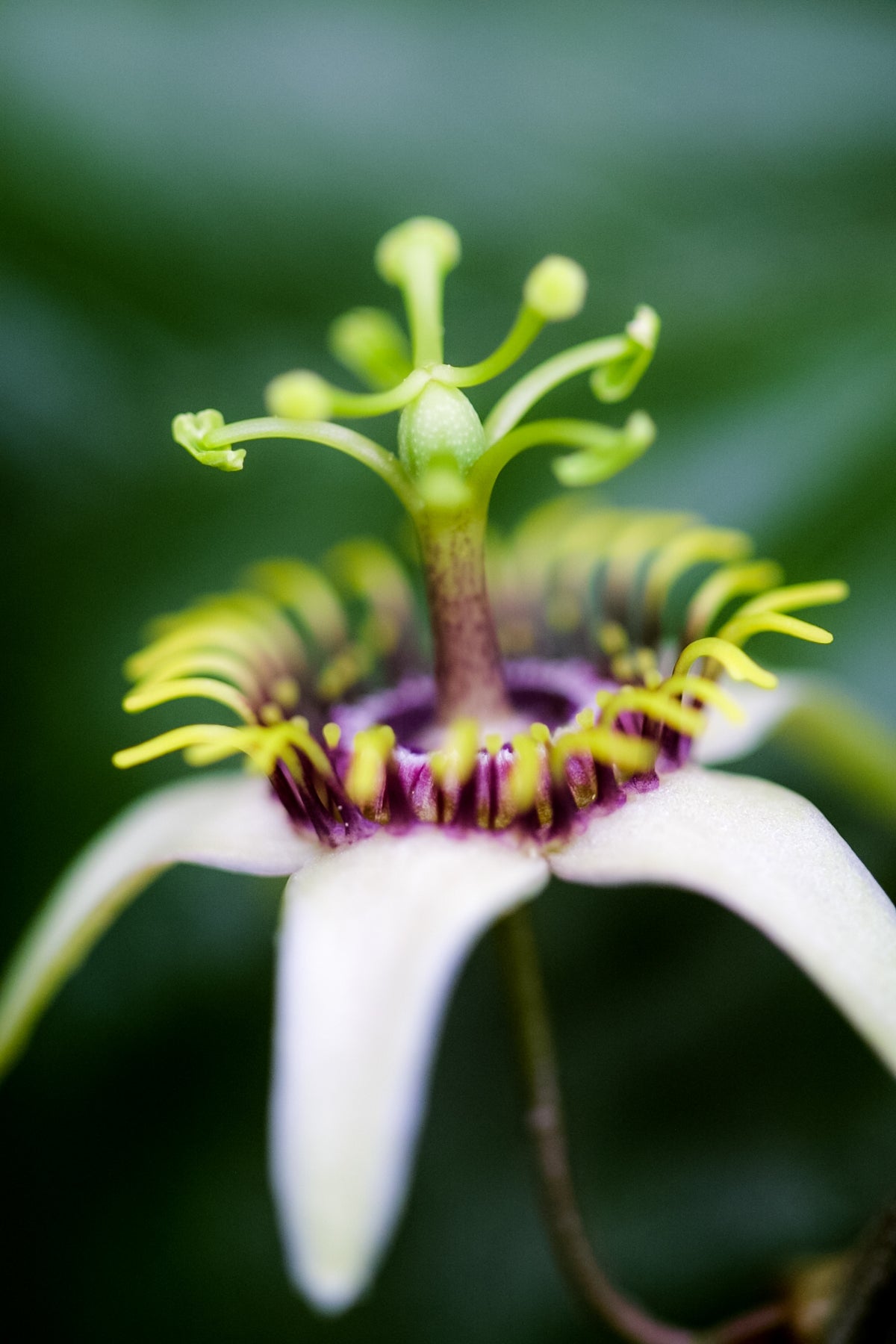 Passionflower