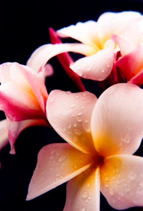 Plumeria Dew