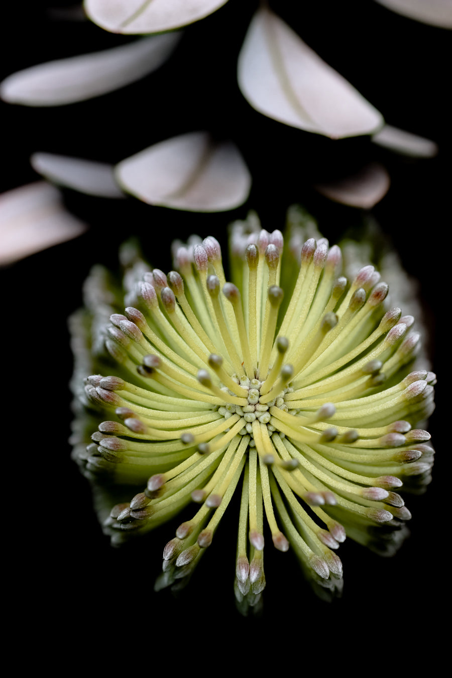 Banksia Protea