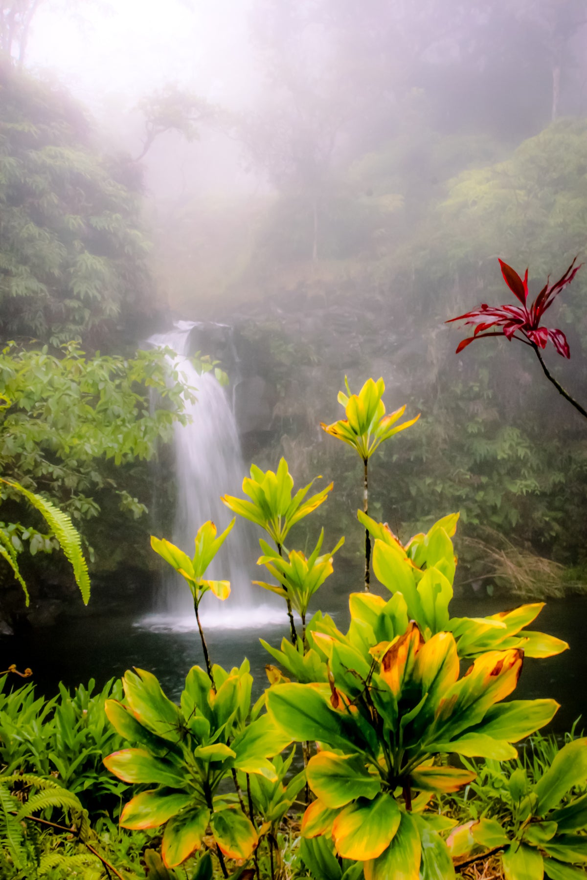 Puaʻa Kaʻa