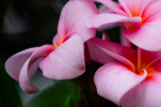 Plumeria in Pink