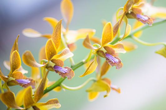 Violet-Kissed Orchids