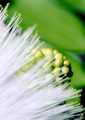 White Ōhiʻa