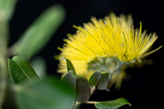 Ōhiʻa's Golden Crown