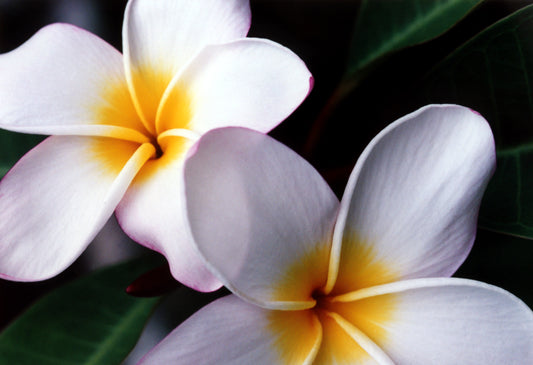 Sun-Kissed Plumeria